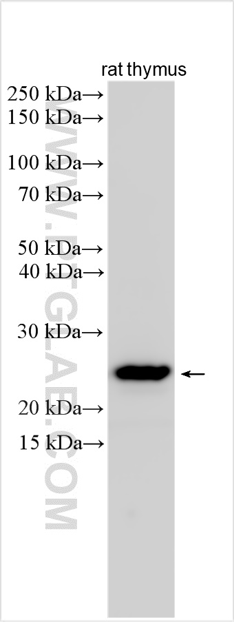 WB analysis using 31889-1-AP
