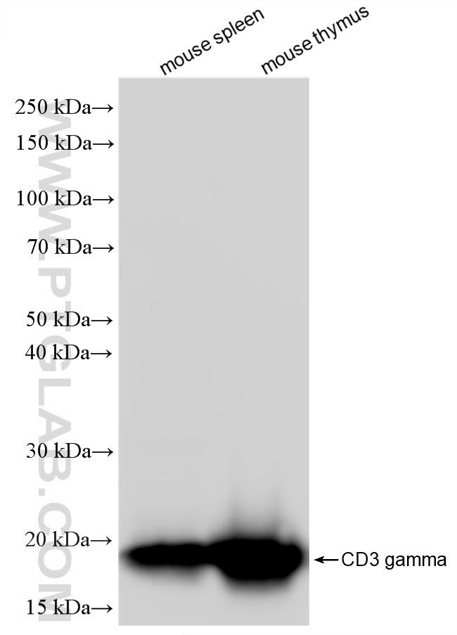 WB analysis using 87861-1-RR WB analysis using 87861-1-RR