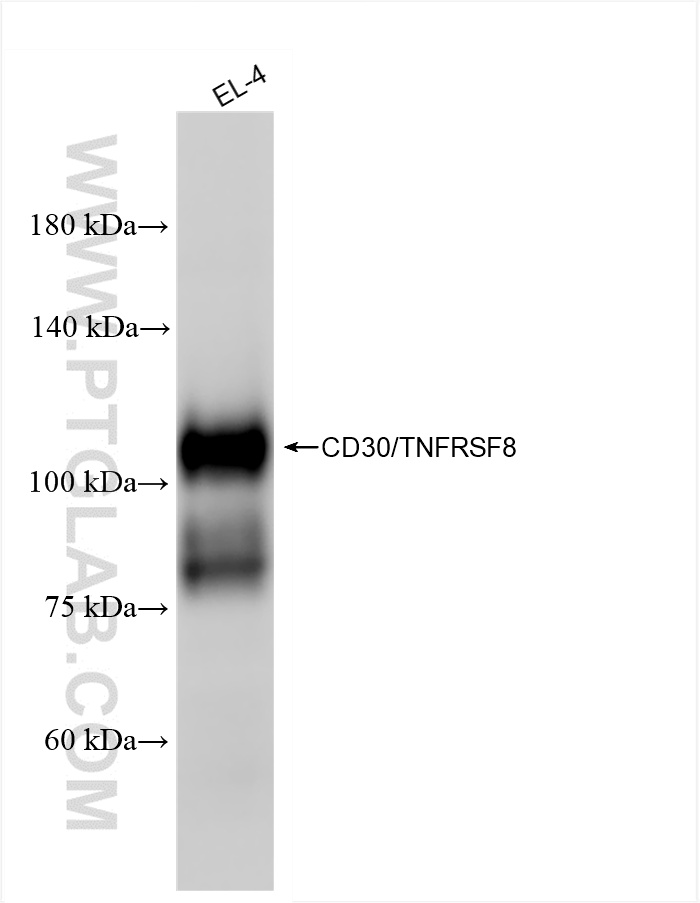 WB analysis of EL-4 using 84420-7-RR