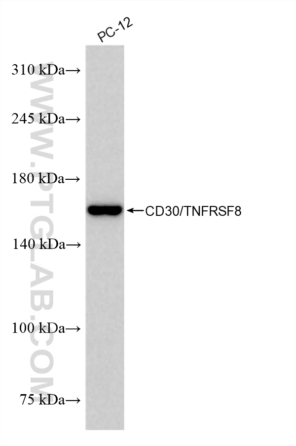 WB analysis of PC-12 using 87467-3-RR