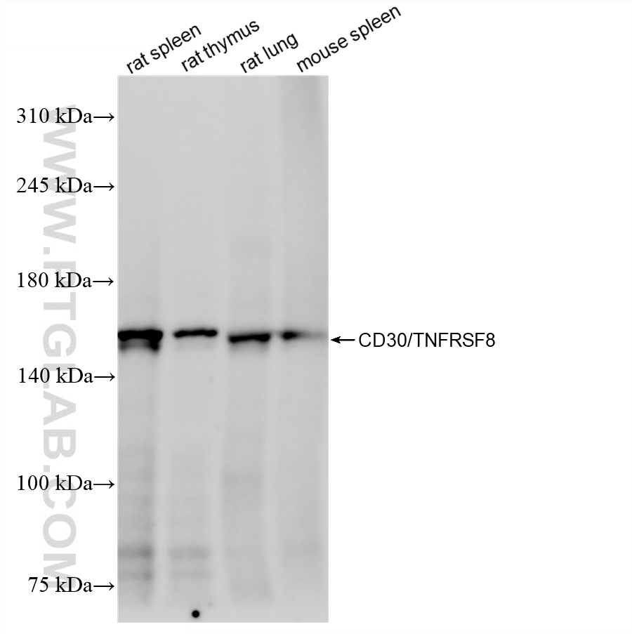 WB analysis using 87467-3-RR