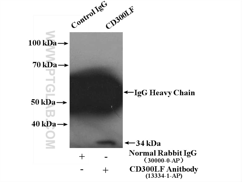 IP experiment of K-562 using 13334-1-AP