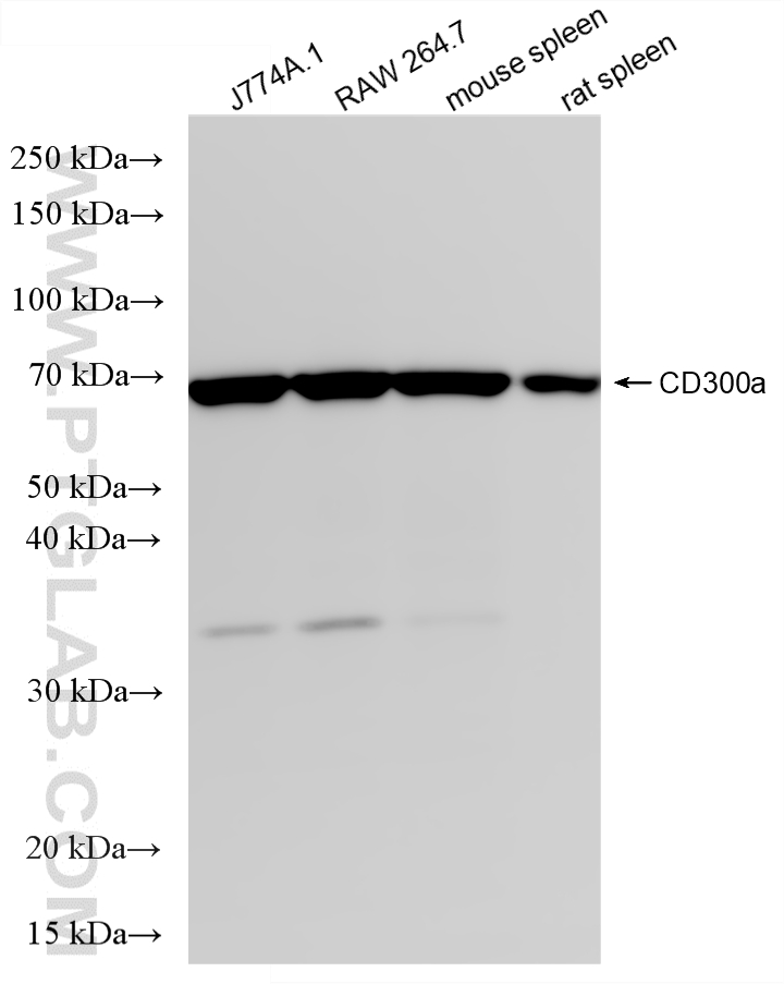WB analysis using 87050-1-RR (same clone as 87050-1-PBS) WB analysis using 87050-1-RR (same clone as 87050-1-PBS)