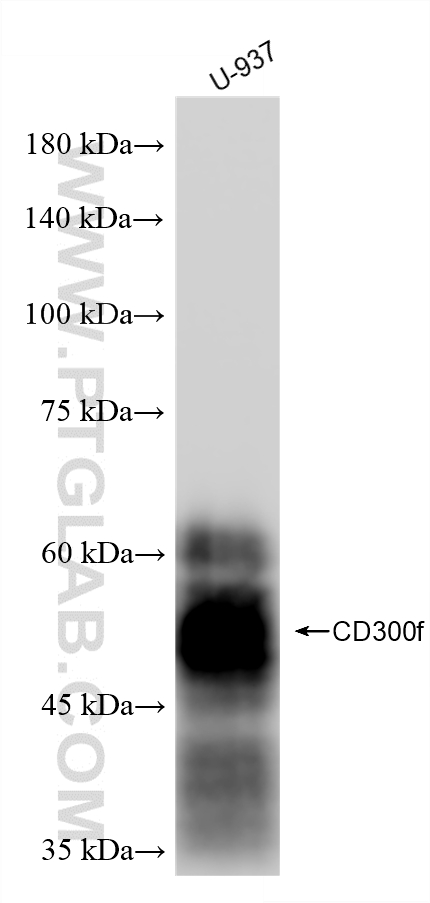 WB analysis of U-937 using 87497-1-RR