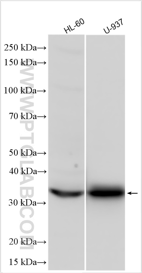 CD302