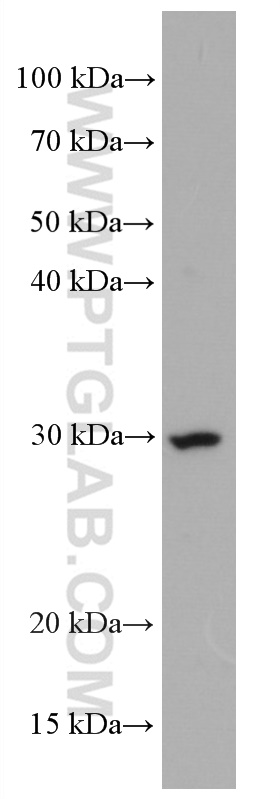 WB analysis of THP-1 using 66640-1-Ig