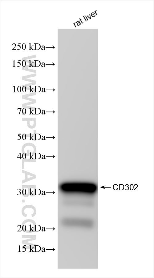 WB analysis of rat liver using 85813-5-RR