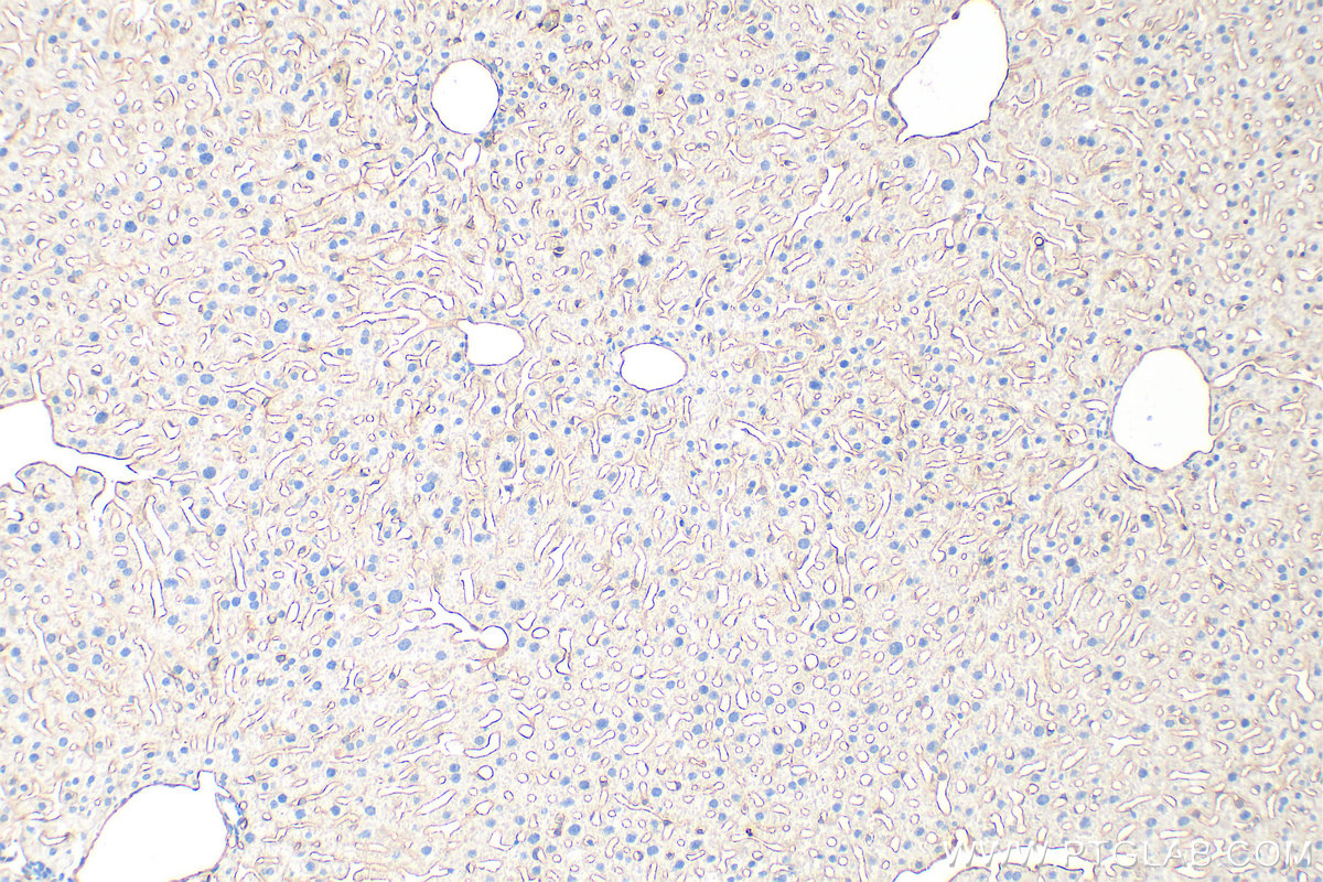 IHC staining of mouse liver using 32387-1-AP