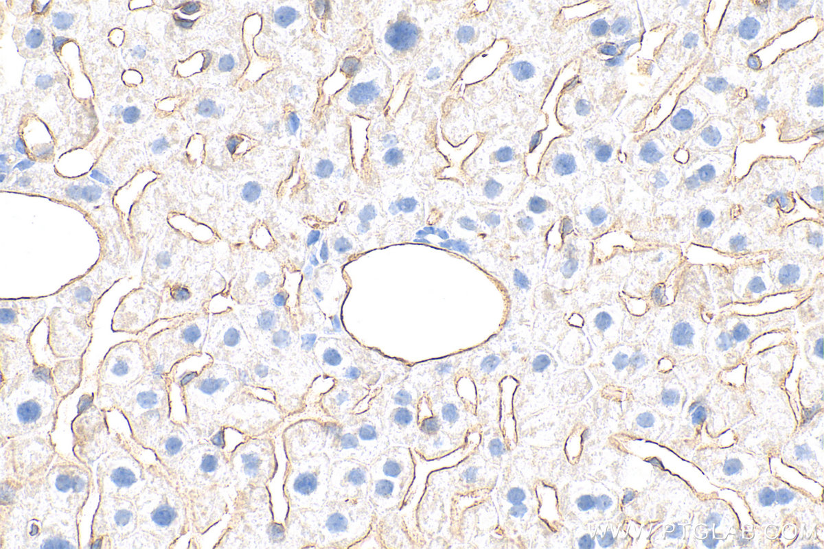 IHC staining of mouse liver using 32387-1-AP