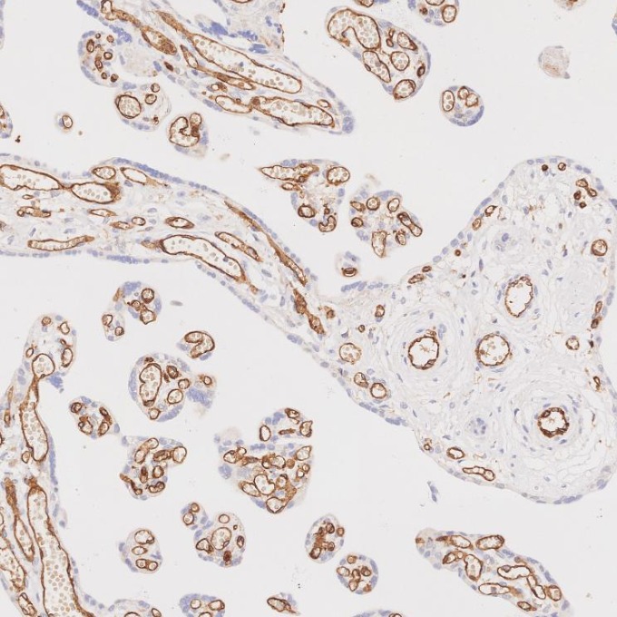 IHC staining of human placenta using 66065-2-Ig