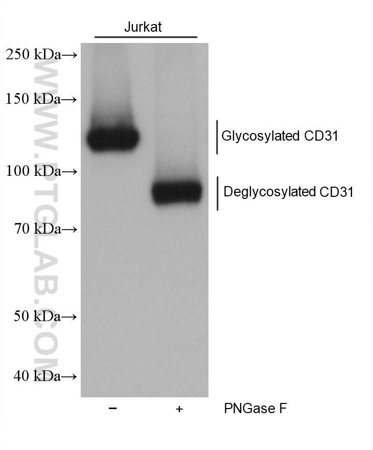 WB analysis using 66065-2-Ig