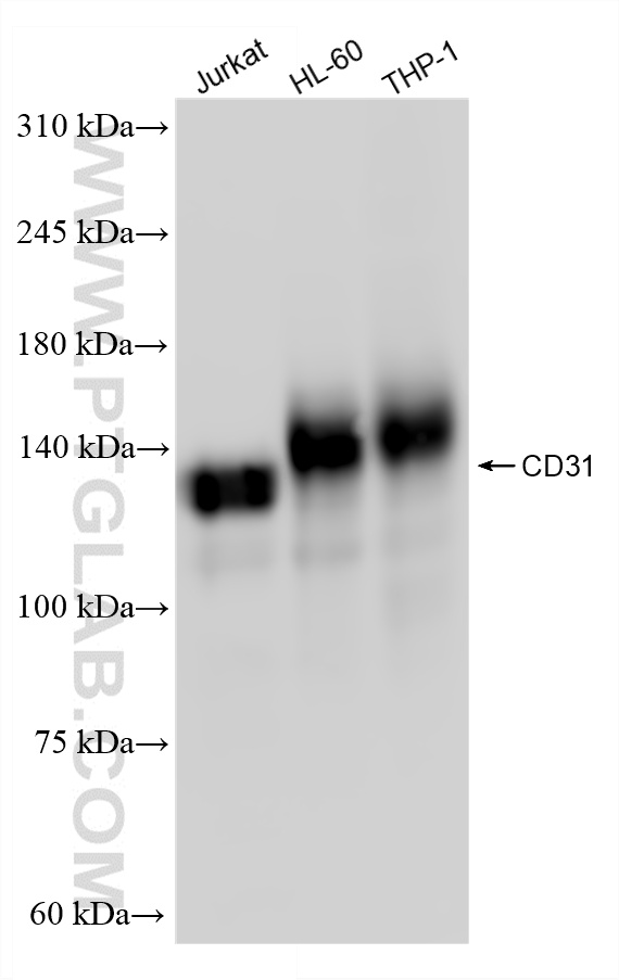 WB analysis using 80773-4-RR