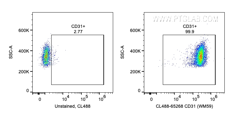 CD31