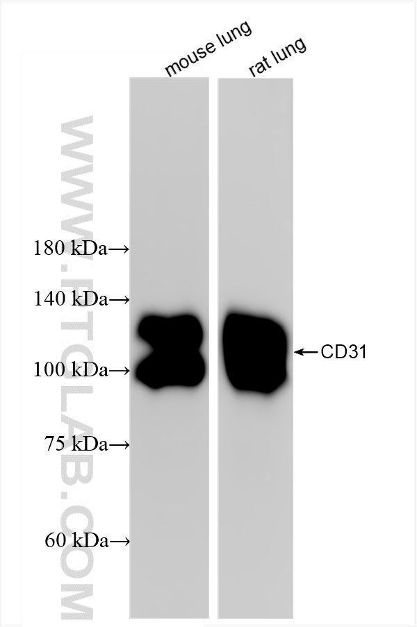WB analysis using 85898-4-RR (same clone as 85898-4-PBS)