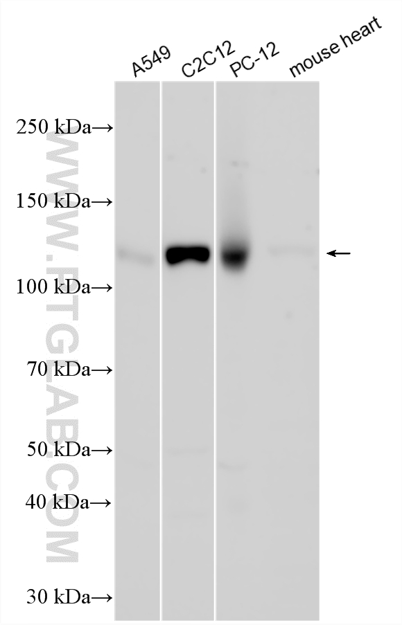 WB analysis using 33875-1-AP
