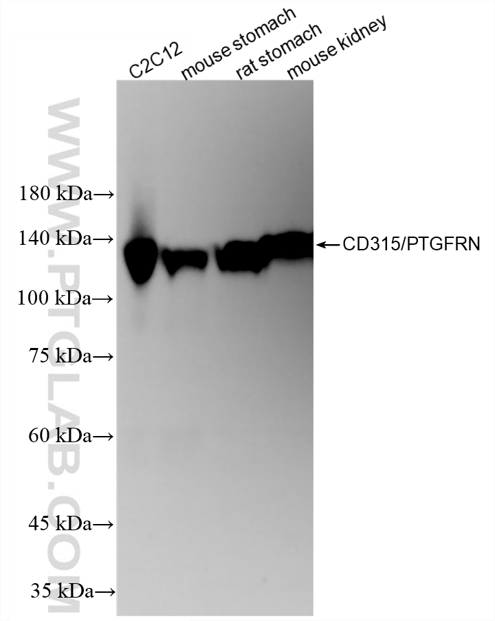 Various lysates were subjected to SDS PAGE followed by western blot with 87433-1-RR (CD315/PTGFRN antibody) at dilution of 1:10000 incubated at room temperature for 1.5 hours. WB analysis using 87433-1-RR