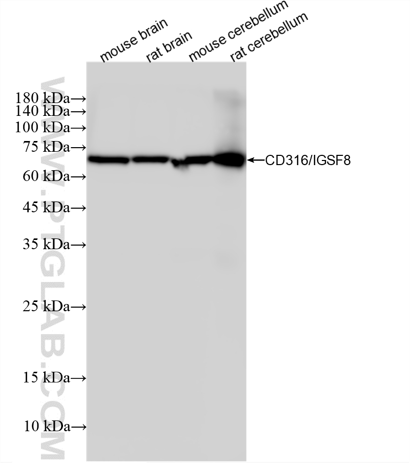 Various lysates were subjected to SDS PAGE followed by western blot with <a class='green' href='/productredirect?CatalogNo=87310-1-RR' target='_blank'>87310-1-RR</a> (CD316/IGSF8 antibody) at dilution of 1:10000 incubated at room temperature for 1.5 hours. This data was developed using the same antibody clone with 87310-1-PBS in a different storage buffer formulation. WB analysis using 87310-1-RR (same clone as 87310-1-PBS)