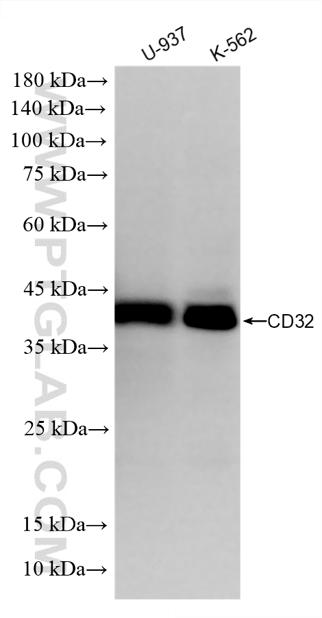 Various lysates were subjected to SDS PAGE followed by western blot with <a class='green' href='/productredirect?CatalogNo=86588-2-RR' target='_blank'>86588-2-RR</a> (FCGR2A+FCGR2B(CD32) antibody) at dilution of 1:1000 incubated at room temperature for 1.5 hours. This data was developed using the same antibody clone with 86588-2-PBS in a different storage buffer formulation. WB analysis using 86588-2-RR (same clone as 86588-2-PBS)