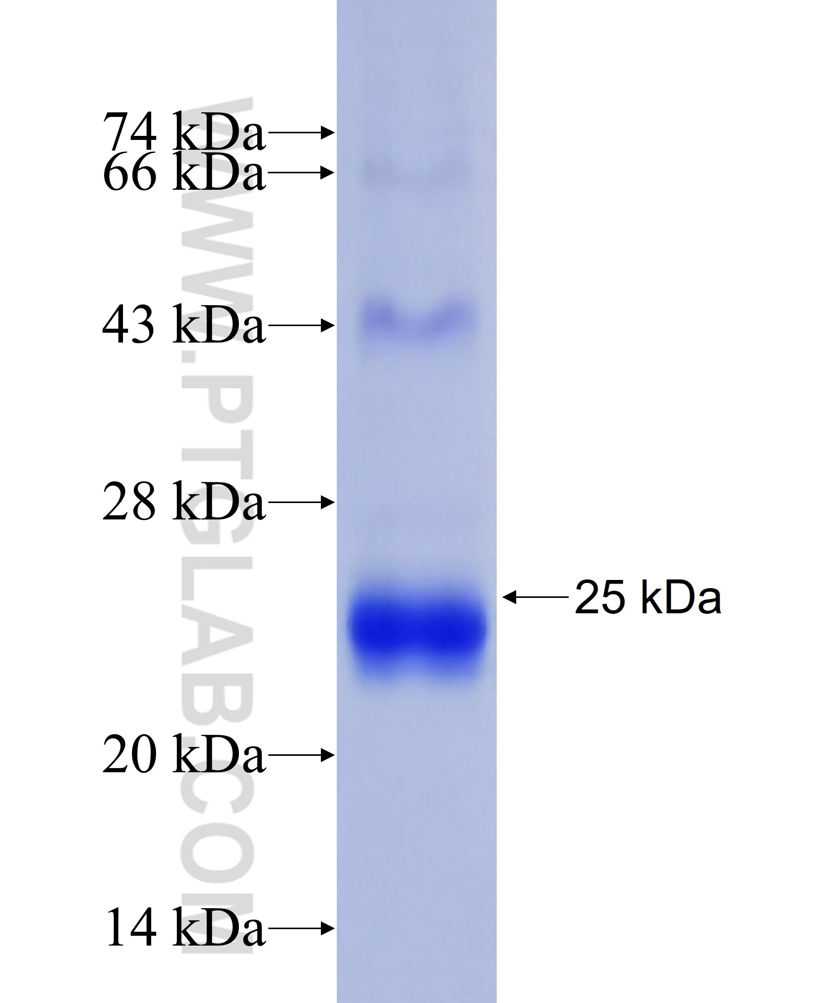 CD320 fusion protein Ag30105 SDS-PAGE CD320 fusion protein Ag30105 SDS-PAGE