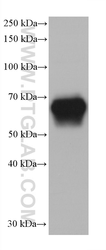 WB analysis of Mo7e using 67135-2-Ig