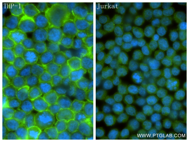 IF Staining of THP-1 using 84341-6-RR