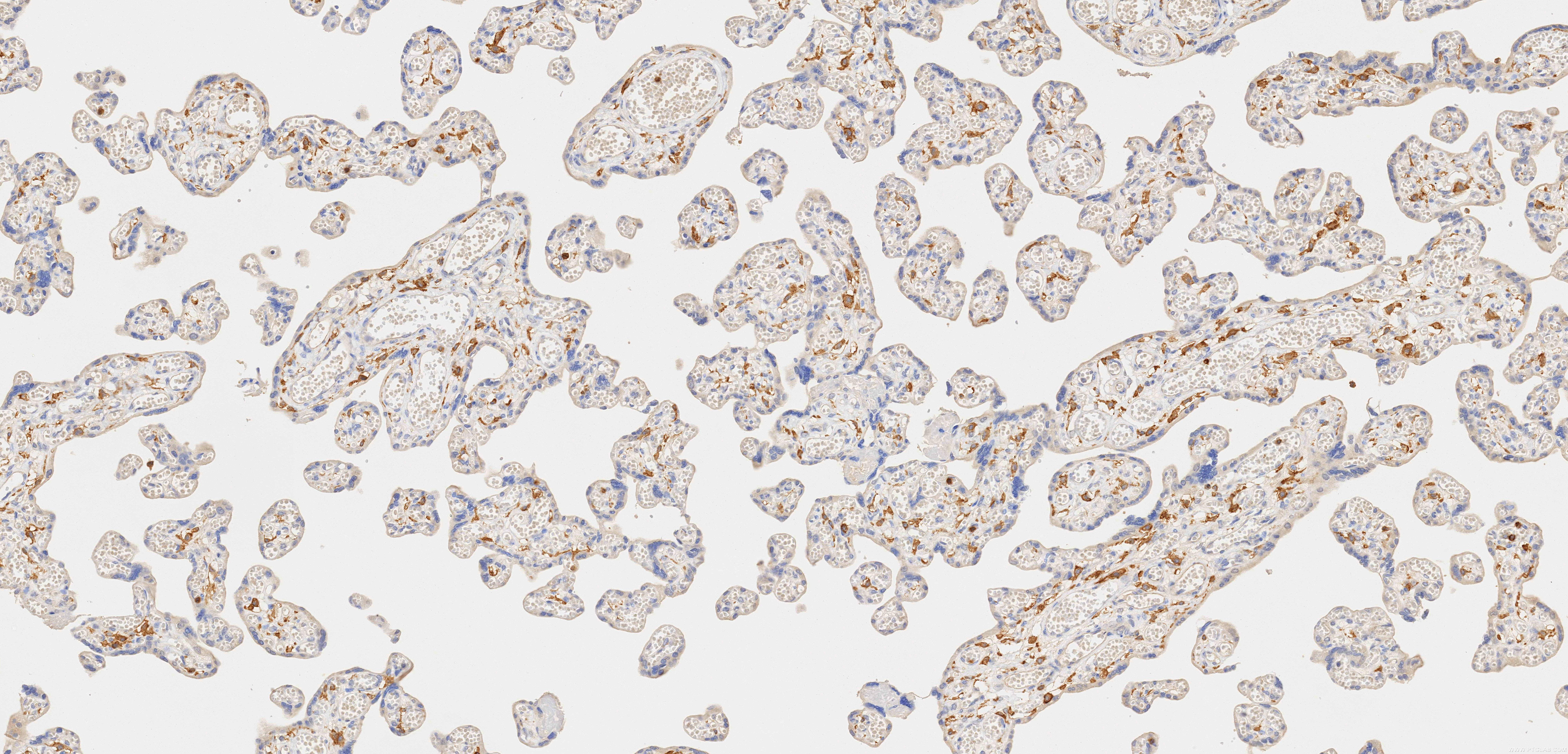 IHC staining of human placenta using 84341-6-RR
