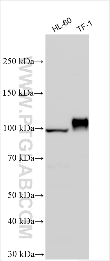 WB analysis using 14486-1-AP