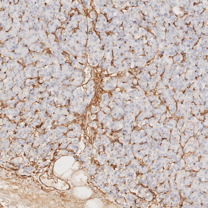 IHC staining of human pancreas using 60180-2-Ig
