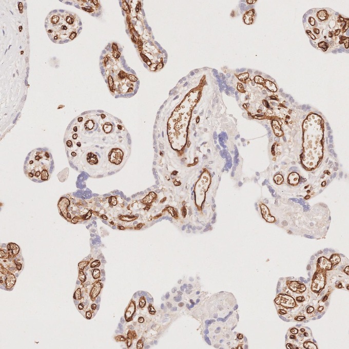 IHC staining of human placenta using 60180-2-Ig
