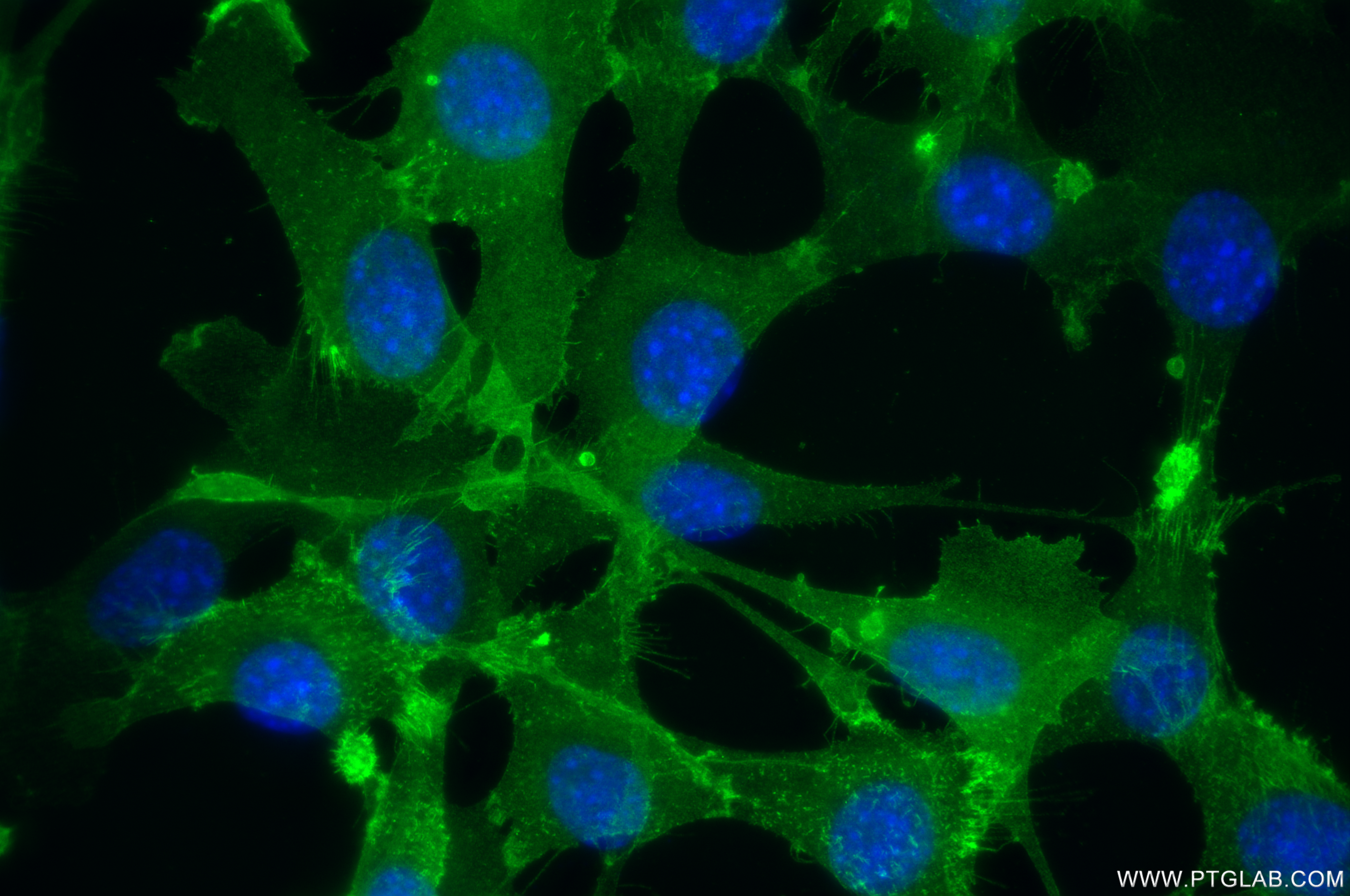 IF Staining of NIH/3T3 using 83713-2-RR