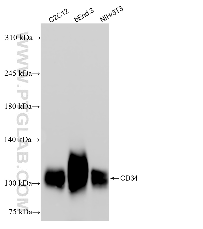WB analysis using 83713-2-RR