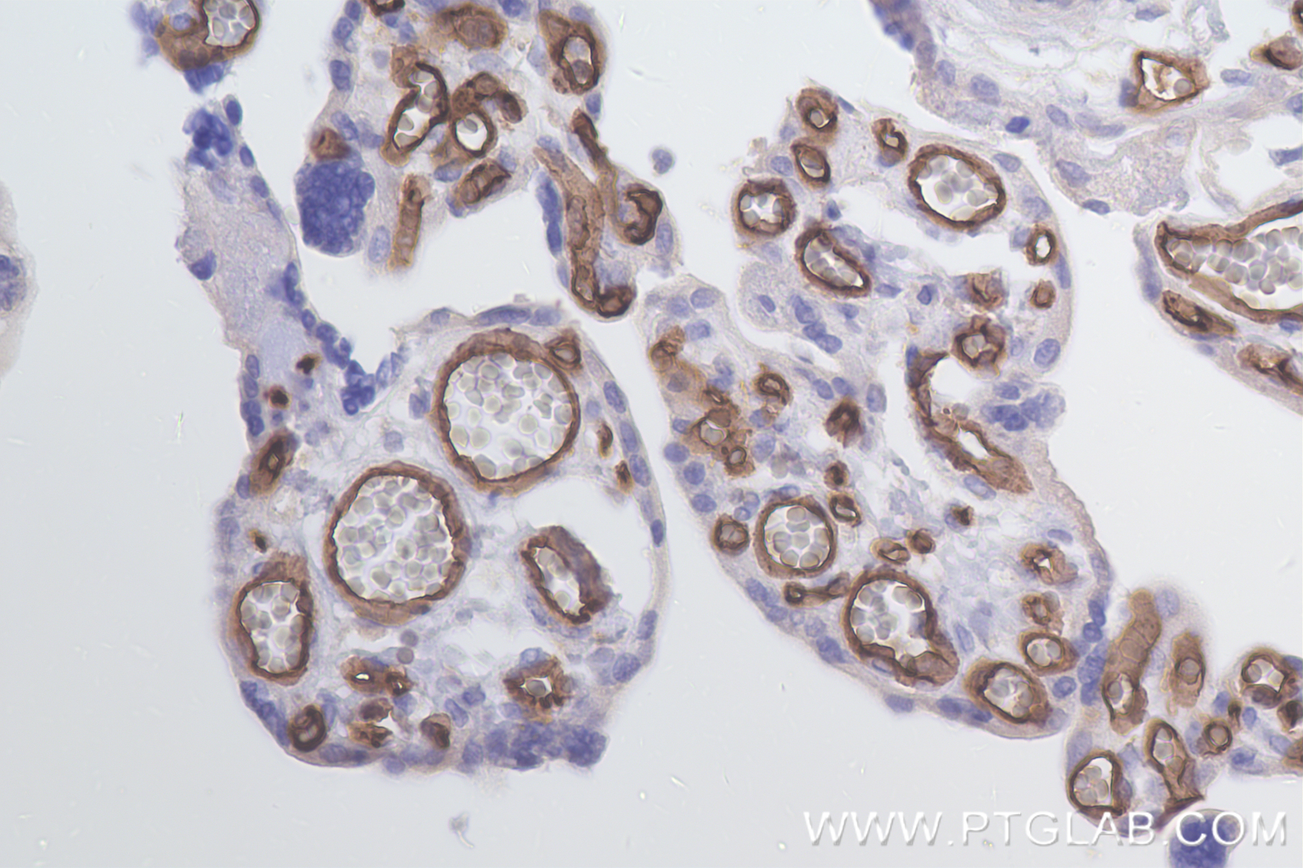 IHC staining of human placenta using 84242-5-RR