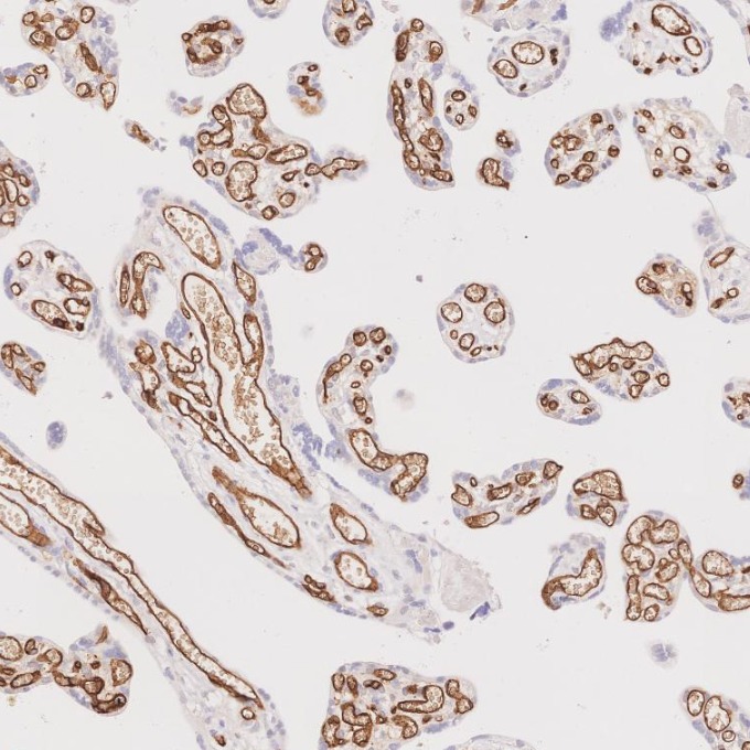 IHC staining of human placenta using 84242-5-RR