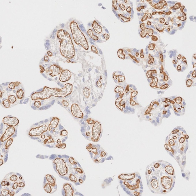 IHC staining of human placenta using 84242-5-RR