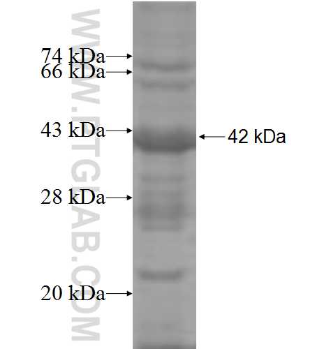 CD34 fusion protein Ag5996 SDS-PAGE