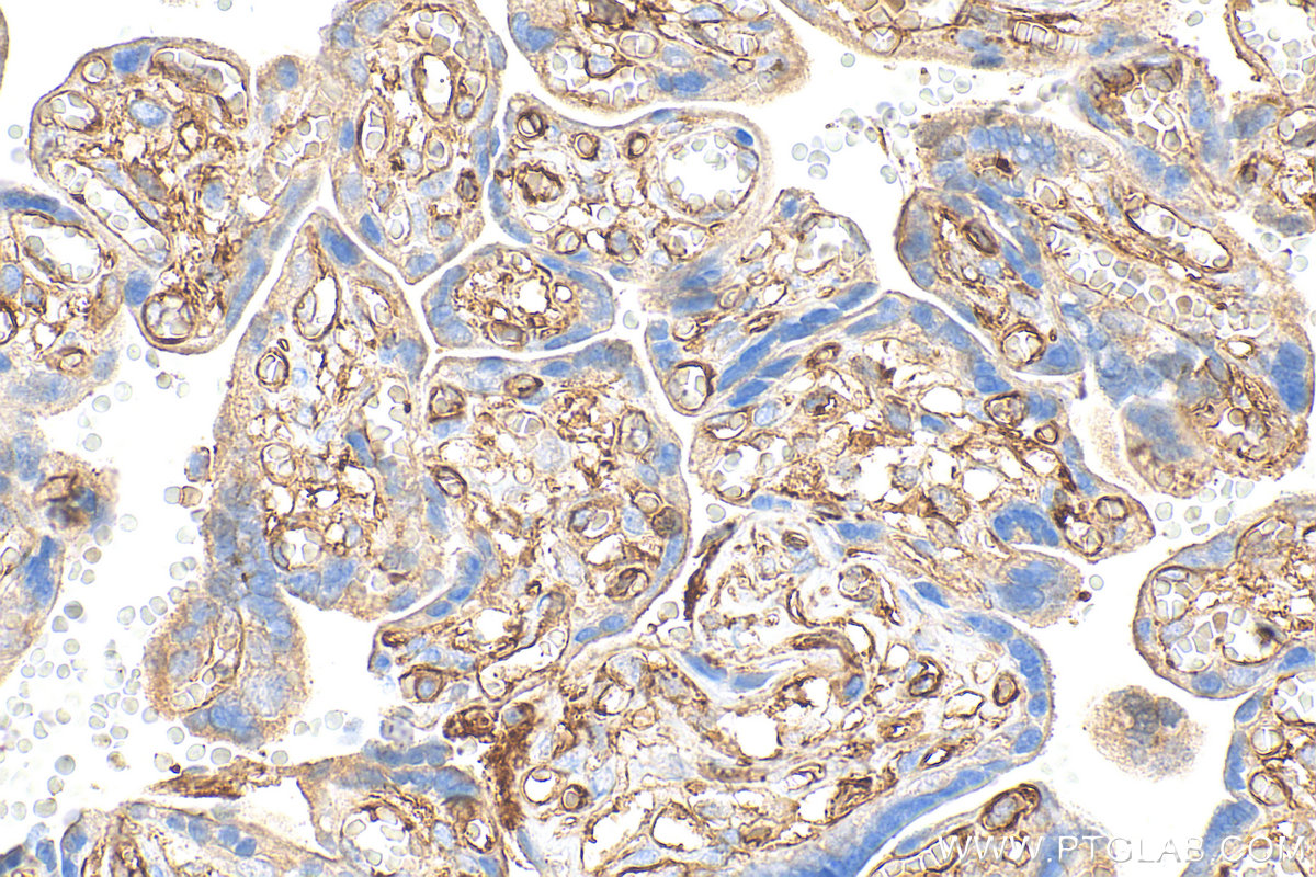 IHC staining of human placenta using 32181-1-AP