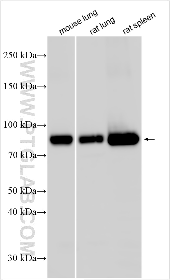 WB analysis using 32993-1-AP