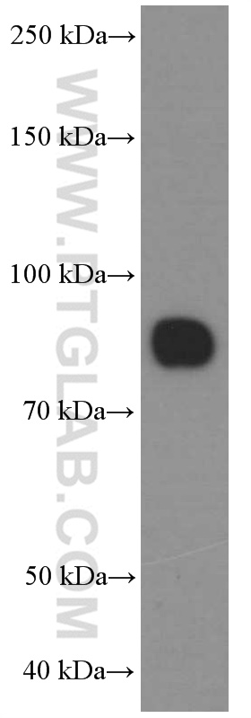 WB analysis of human heart using 66395-1-Ig (same clone as 66395-1-PBS)