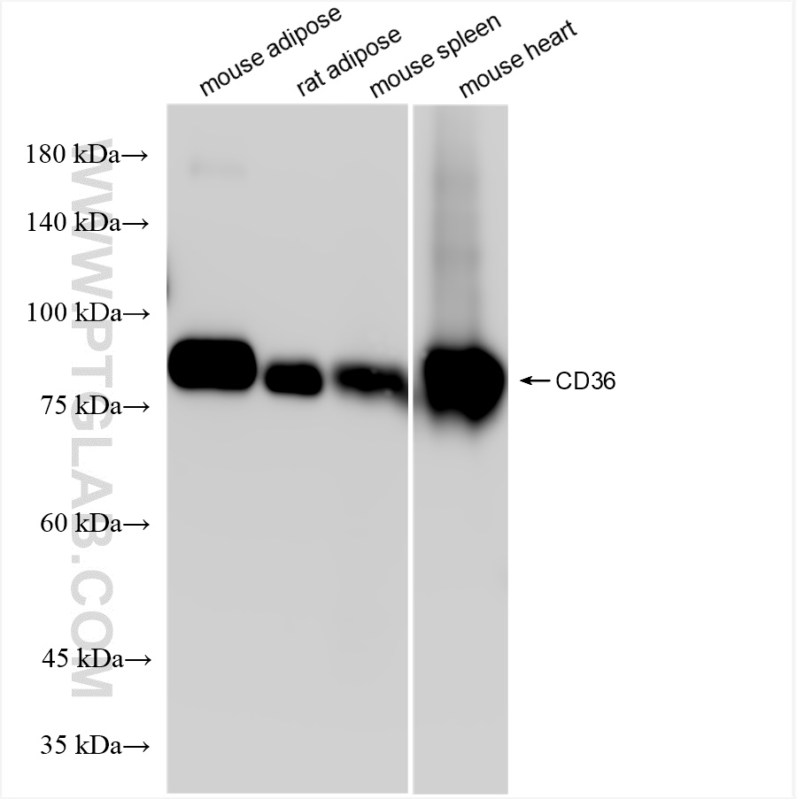 WB analysis using 85127-5-RR