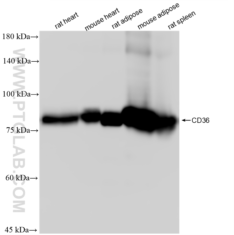 WB analysis using 86246-6-RR