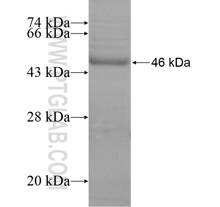 CD37 fusion protein Ag15384 SDS-PAGE