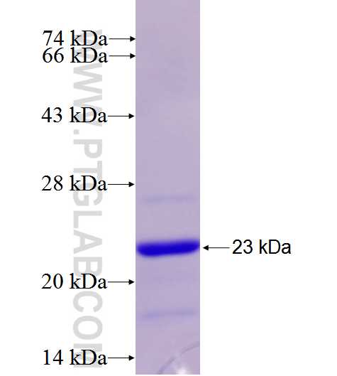 CD37 fusion protein Ag16917 SDS-PAGE
