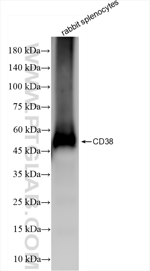 WB analysis of rabbit splenocytes using 84689-1-MR (same clone as 84689-1-PBS)