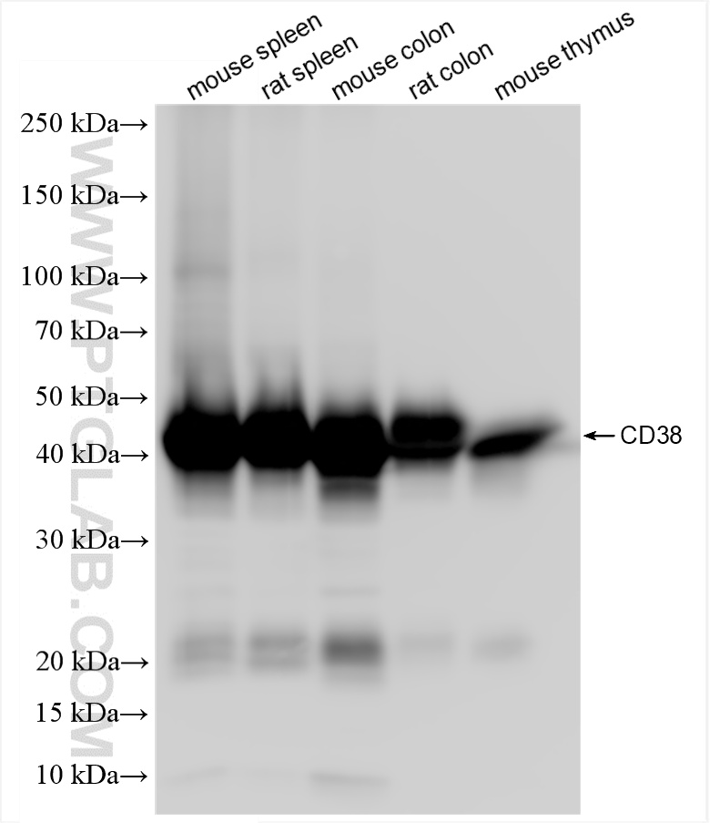 WB analysis using 85843-1-RR