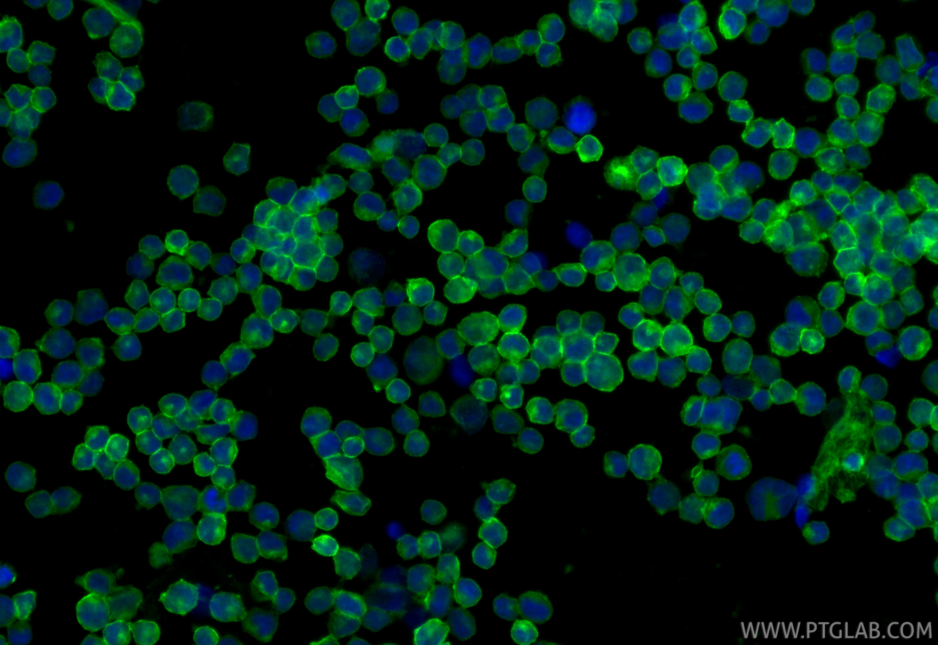 Immunofluorescent analysis of (4% PFA) fixed Raji cells using CoraLite® Plus 488 CD38 antibody (CL488-84070, Clone: 241246A12 ) at dilution of 1:200. IF Staining of Raji using CL488-84070
