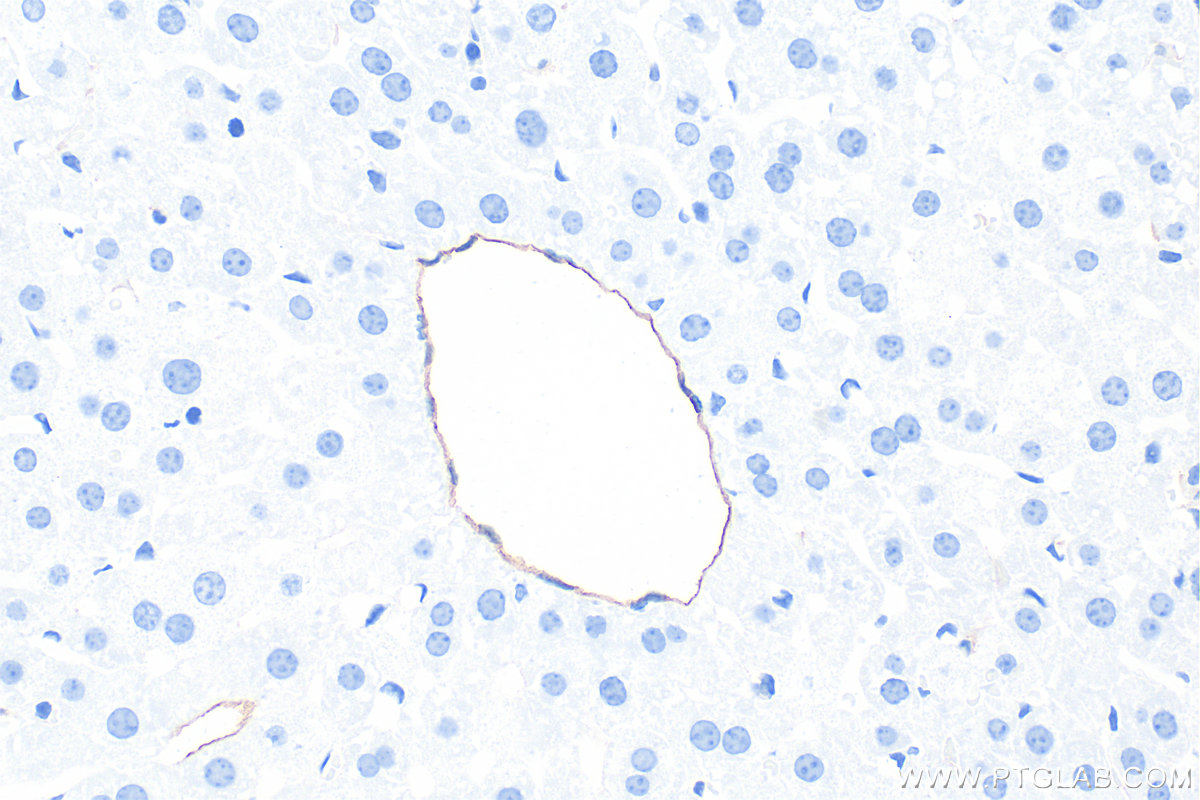 IHC staining of mouse liver using 86327-1-RR IHC staining of mouse liver using 86327-1-RR