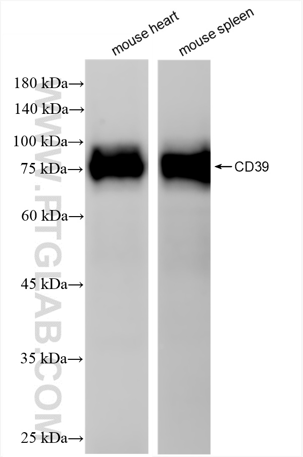 WB analysis using 86327-1-RR