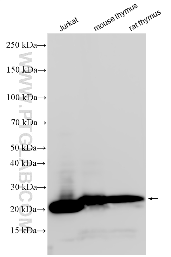 WB analysis using 17617-1-AP