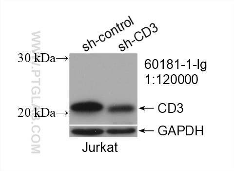 WB analysis of Jurkat using 60181-1-Ig