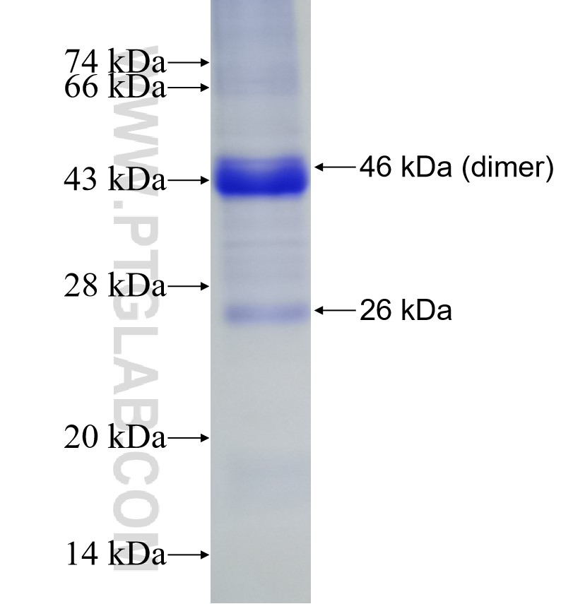 CD3E fusion protein Ag11797 SDS-PAGE
